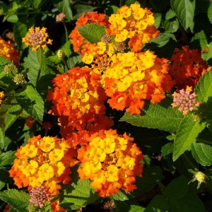 Star Landing Lantana, Lantana camara 'Star Landing'